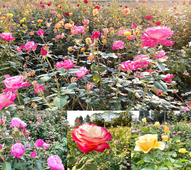 201127flower01