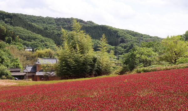 ��Φ���ĻԶ⺽���Υ��ȥ��٥꡼�����ɥ�