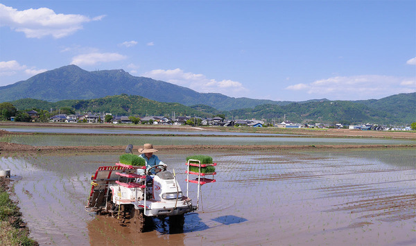 つくば市内で田植えの情景
