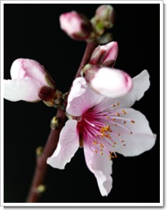 Photo by (c)Tomo.Yun