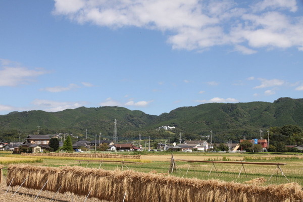 彼岸花・常陸太田市