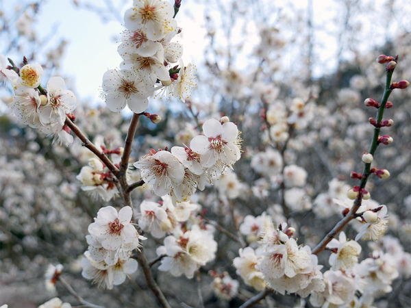 諏訪梅林の白梅