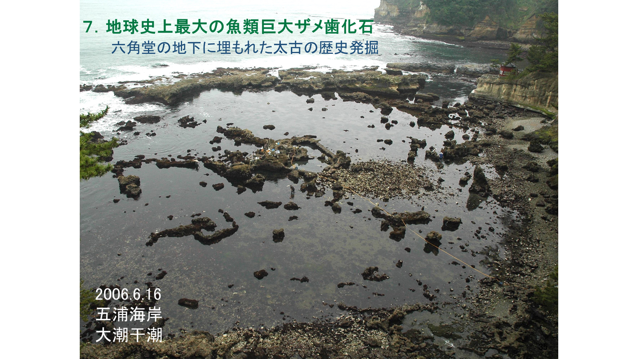 世界最大級の巨大サメの歯の化石：2006年五浦海岸で発見、茨城県