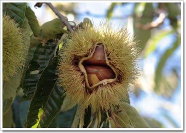 茨城の名産“クリ” 茨城の名産“クリ”