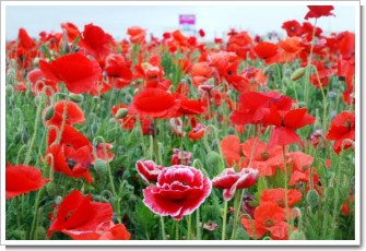 ������դ줢������Υݥԡ�