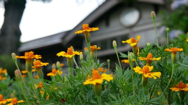 ���Į��岬���ع�