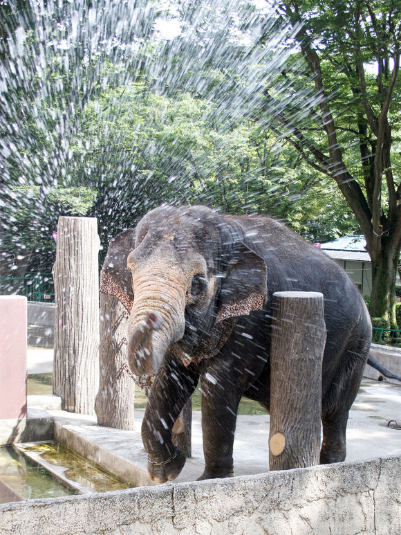 かみね動物園のゾウ