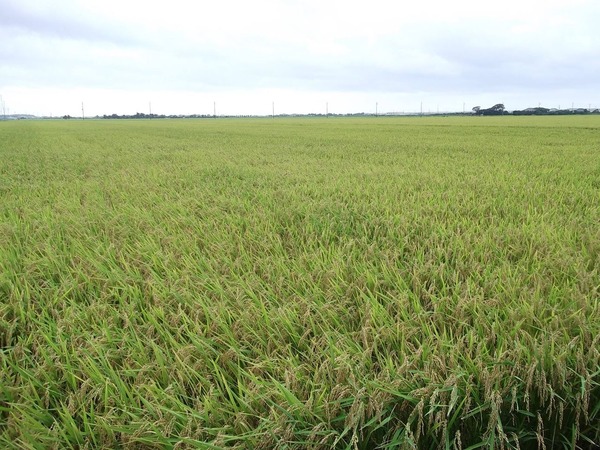 ���ι������ӡ������ϰ�