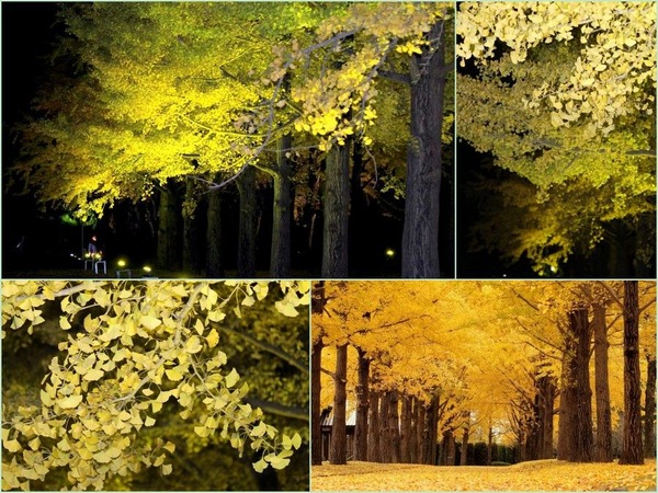 ¤¤¤Á¤ç¤¦ÊÂÌڤΥ饤¥È¥¢¥Ã¥×°ñ¾ë¸©Î©Îò»Ë´Û