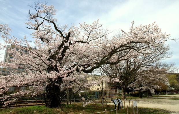 4代桜