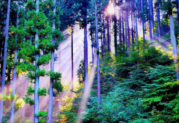 御岩神社のこもれび