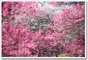 Photo by (c)Tomo.Yun