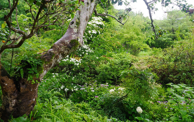 牧野植物園