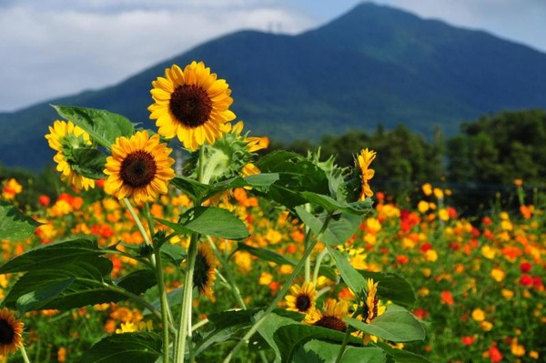 �����ΤҤޤ��ե����ƥ��Х�