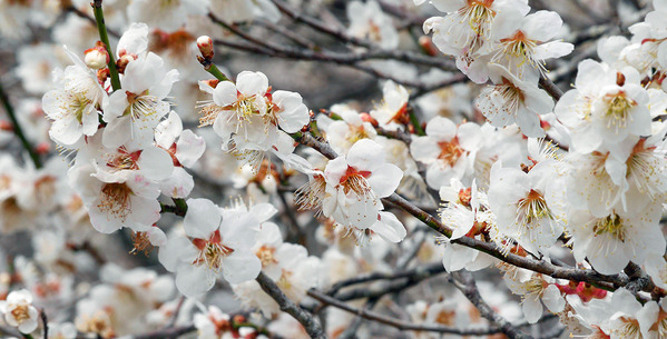 ��ˬ����