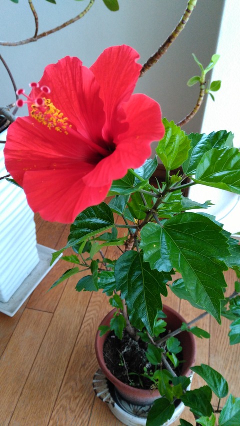 ハイビスカス