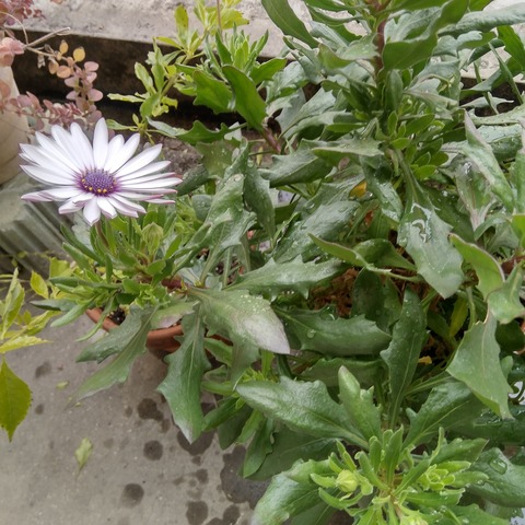 オステオスペルマム