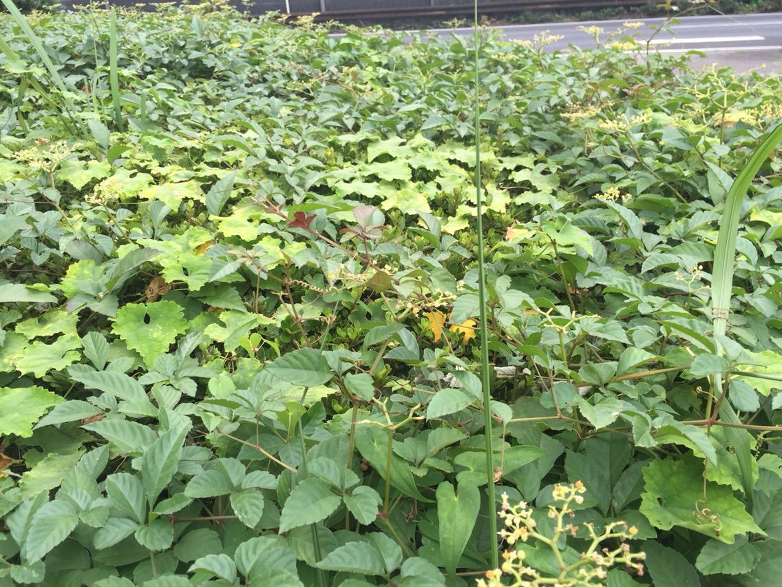 ヤブガラシをこまめに取らなきゃいけない理由 植木屋のぼやき