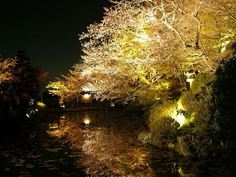 清水寺ライトアップ Domojapan