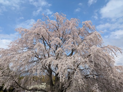 PXL_20250415_040137478