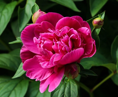 pink-peony-111909_640