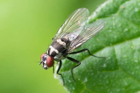 common-fly-447307_640