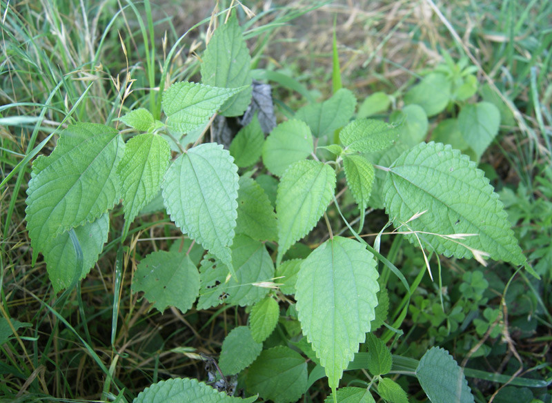 カラムシ イラクサ ヤギのための野草図鑑