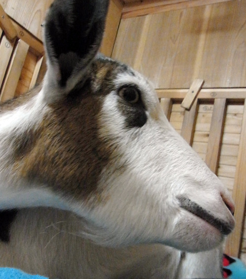 メスヤギのおヒゲ対決 ヤギ飼ってみた メスヤギのおヒゲ対決 ヤギ飼ってみた