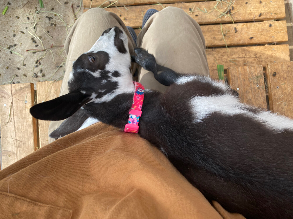 本当の目的は ヤギ飼ってみた