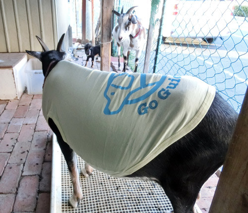 着崩れない服発見 ヤギ飼ってみた 着崩れない服発見 ヤギ飼ってみた