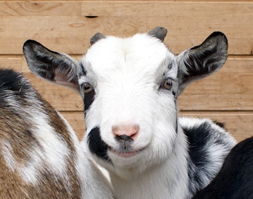 メスヤギのおヒゲ対決 ヤギ飼ってみた メスヤギのおヒゲ対決 ヤギ飼ってみた