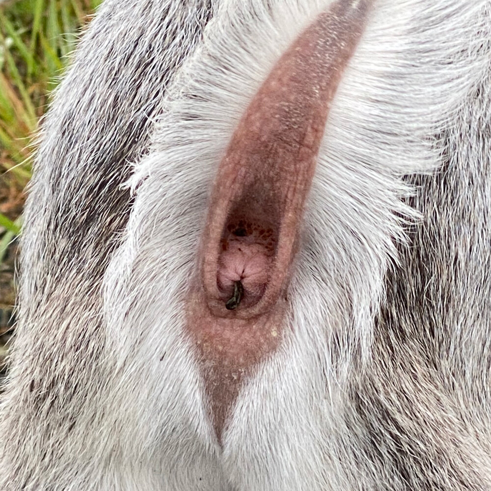 気持ち悪い散歩 ヤギ飼ってみた 気持ち悪い散歩 ヤギ飼ってみた