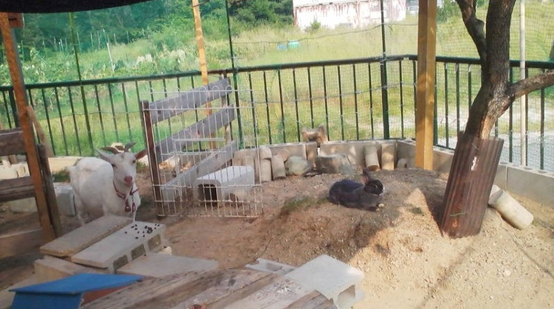 ゆきちゃんとヨサク君とうさぎたちのお庭 ヤギ小屋コレクション