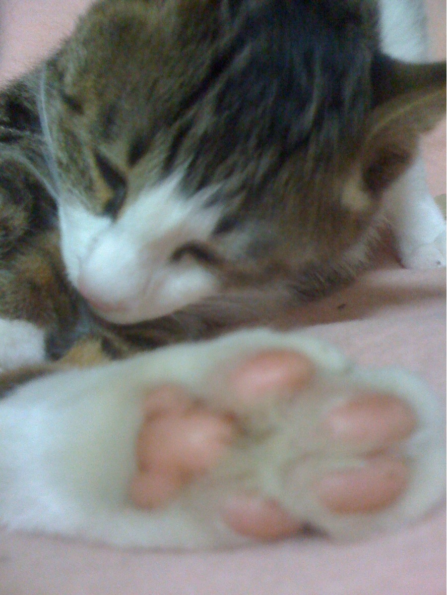 猫の一日を追ってみた ちょっと笑える Ecobaronのfc岐阜的な原木シイタケ栽培日記