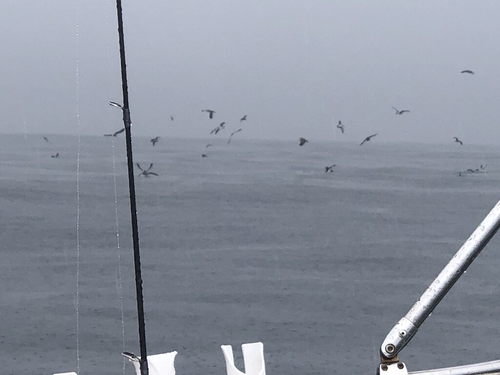 ミニルアー船 ラッキーワン 4月9日 どんこ店長ブログ