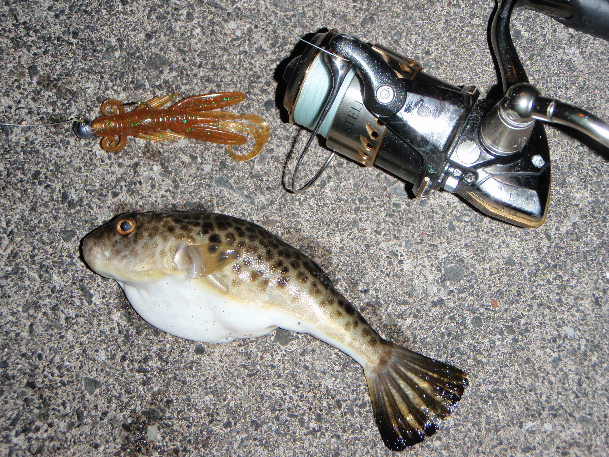 オカッパリ海夜釣り どんこ店長ブログ