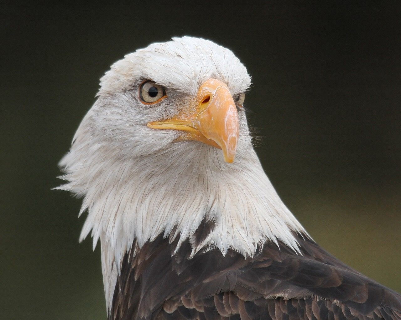 ハクトウワシとかいう世界一かっこいい生き物 いぬねこ動物集会所