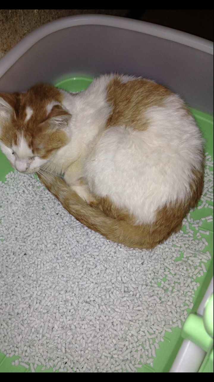 いぬねこ動物集会所 猫がトイレで寝るんやけどどうやったらやめる？