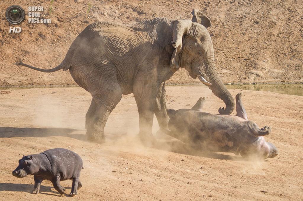 カバ 俺っちアフリカで最も危険な動物だからさ W ゾウ ｼｭﾊﾞﾊﾞﾊﾞﾊﾞｯ 走ってくる音 いぬねこ動物集会所