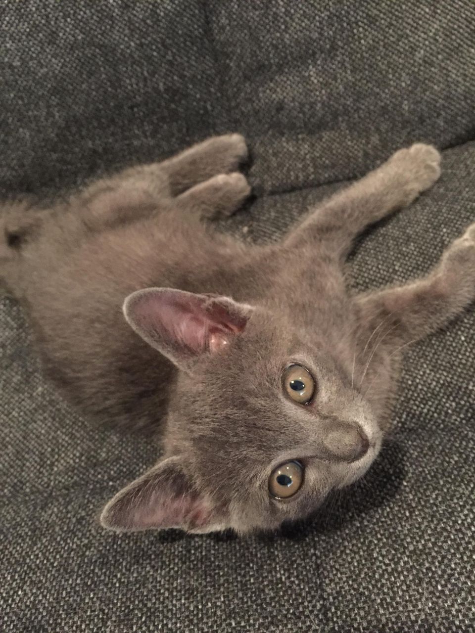 育児放棄された野良猫譲ってもらったんだけどこれってロシアンブルー いぬねこ動物集会所