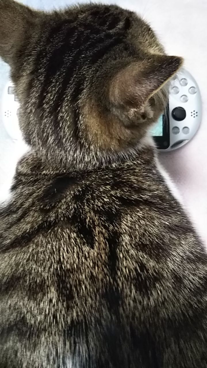 画像あり 猫の後頭部ってかわいいよね いぬねこ動物集会所 画像あり 猫の後頭部ってかわいいよね いぬねこ動物集会所