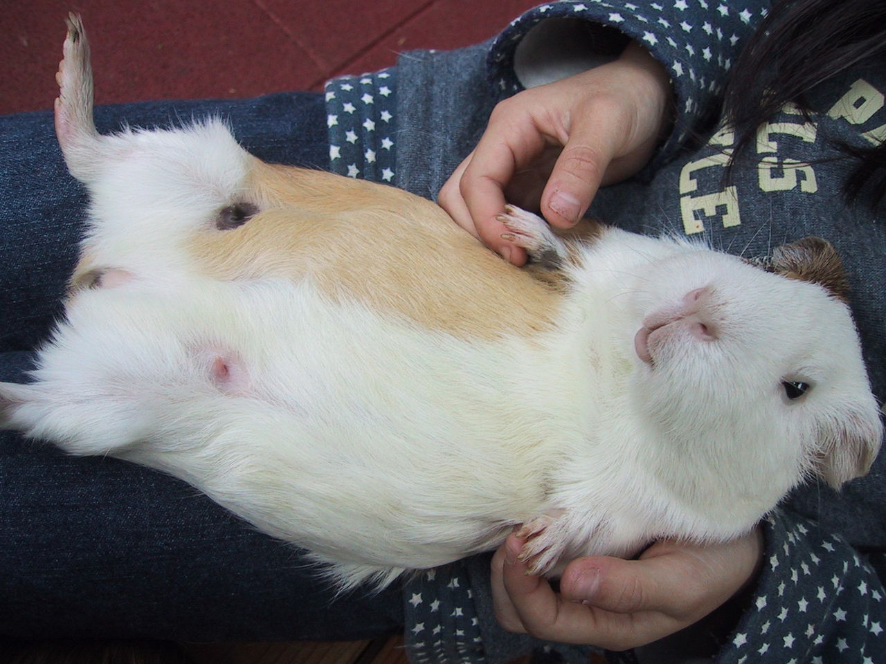 ラット飼いたい俺とお話しようやwwwwww いぬねこ動物集会所 ラット飼いたい俺とお話しようやwwwwww いぬねこ動物集会所