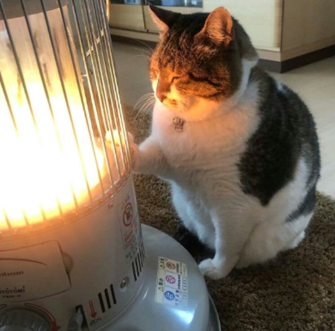 Snsで話題の画像 暖房に近づき過ぎたネコ ヒゲが酷いことに いぬねこ動物集会所 Snsで話題の画像 暖房に近づき過ぎたネコ ヒゲが酷いことに いぬねこ動物集会所