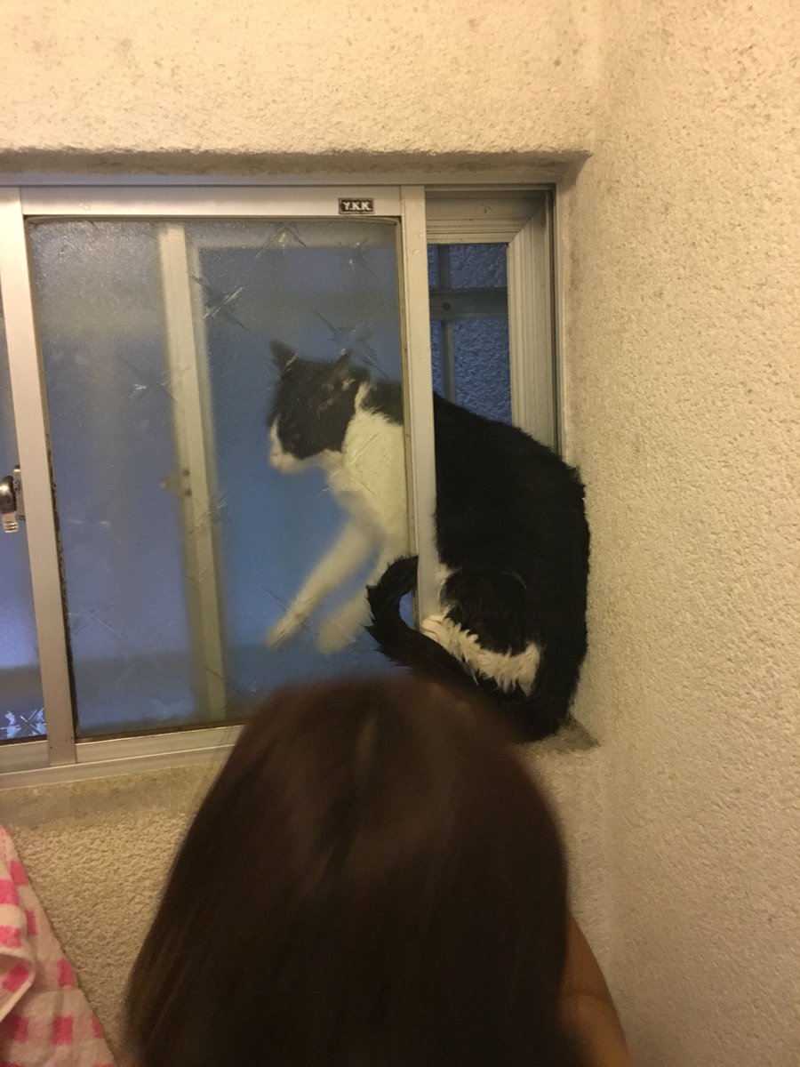 画像多数 地震に驚いたネコ 各地で挟まる いぬねこ動物集会所