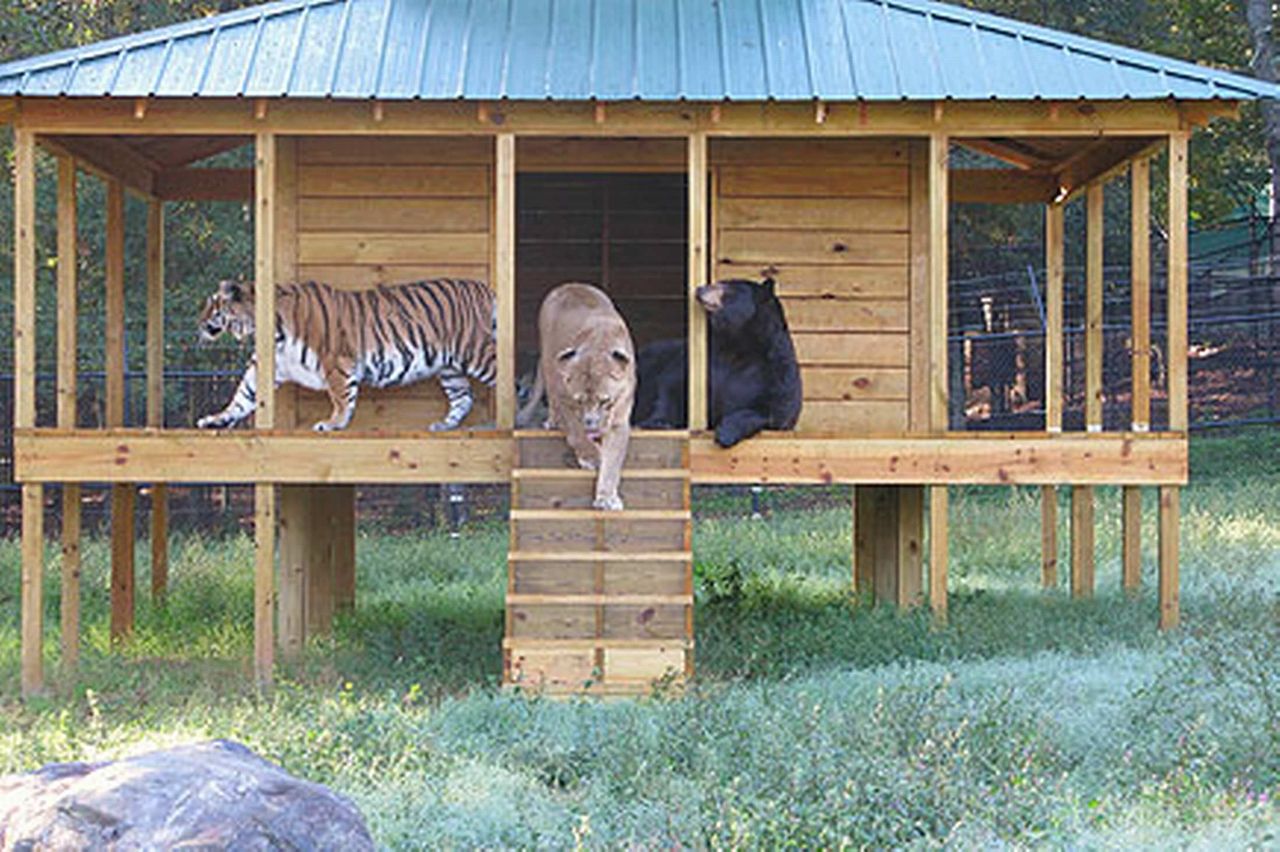 ヒョウ お 人間やん食うたろ 虐待から救われたトラ アカンぞ いぬねこ動物集会所