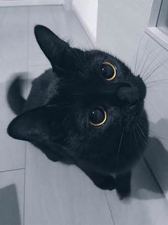 わいの猫がかわいい いぬねこ動物集会所