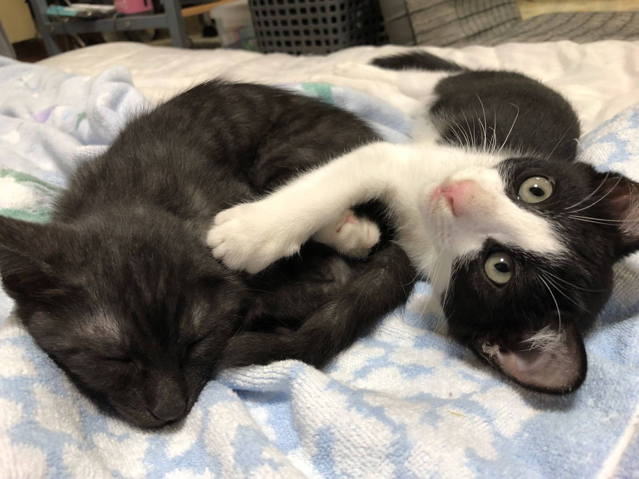 いぬねこ動物集会所 19年01月11日