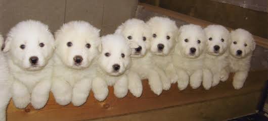 もふもふ 大型犬の子犬を貼ってくだけのスレ もふもふ いぬねこ動物集会所