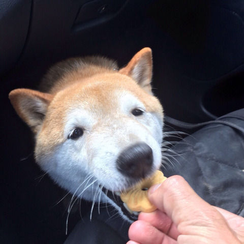 よく見るイヌの画像で打線組んだｗｗｗｗｗｗｗｗｗｗｗｗｗ いぬねこ動物集会所