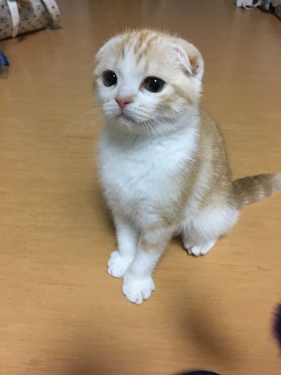画像多数 ネッコかわいい何もしたくない いぬねこ動物集会所 画像多数 ネッコかわいい何もしたくない いぬねこ動物集会所